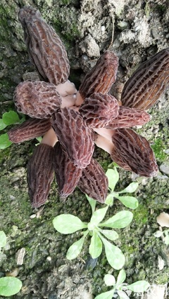 人工種植尖頂灰黑羊肚菌 干貨小尺寸的自然饋贈(zèng)