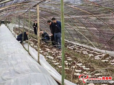 宜昌森源與房縣天禾共建五千畝羊肚菌基地 “森林美容師”的市場(chǎng)突圍記