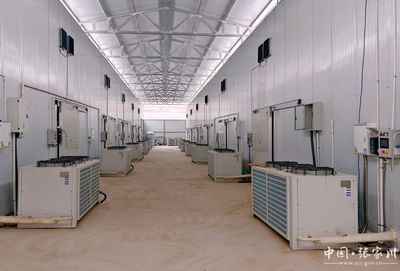 張家川縣 羊肚菌工廠化種植蹚出增收致富“金路子”