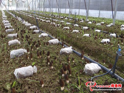 河北平泉 羊肚菌產(chǎn)業(yè)簽約500畝，探索鄉(xiāng)村振興新路徑