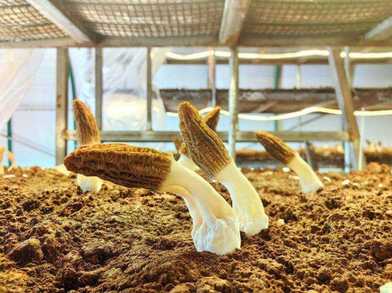 遼寧工廠化層架式栽培羊肚菌首獲成功，開創食用菌產業新篇章