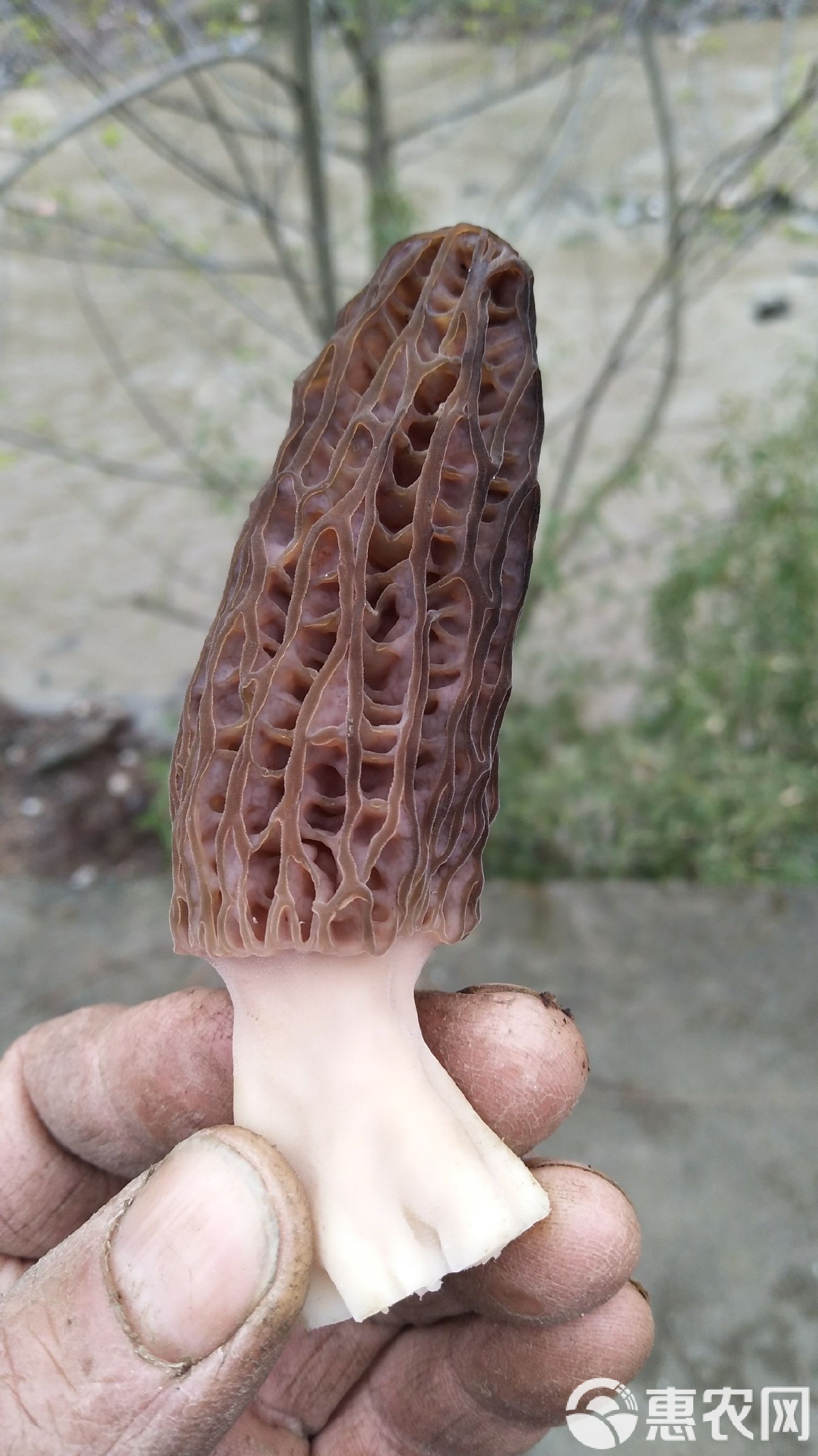 探秘人工種植的灰黑色尖頂羊肚菌 干貨規(guī)格與風(fēng)味雙重解析